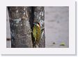 05-010 * Green-barred Woodpecker * Green-barred Woodpecker